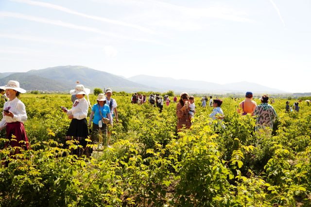 Festival de la Rose bulgare à Kazanlak-Guide ultime pour 2024